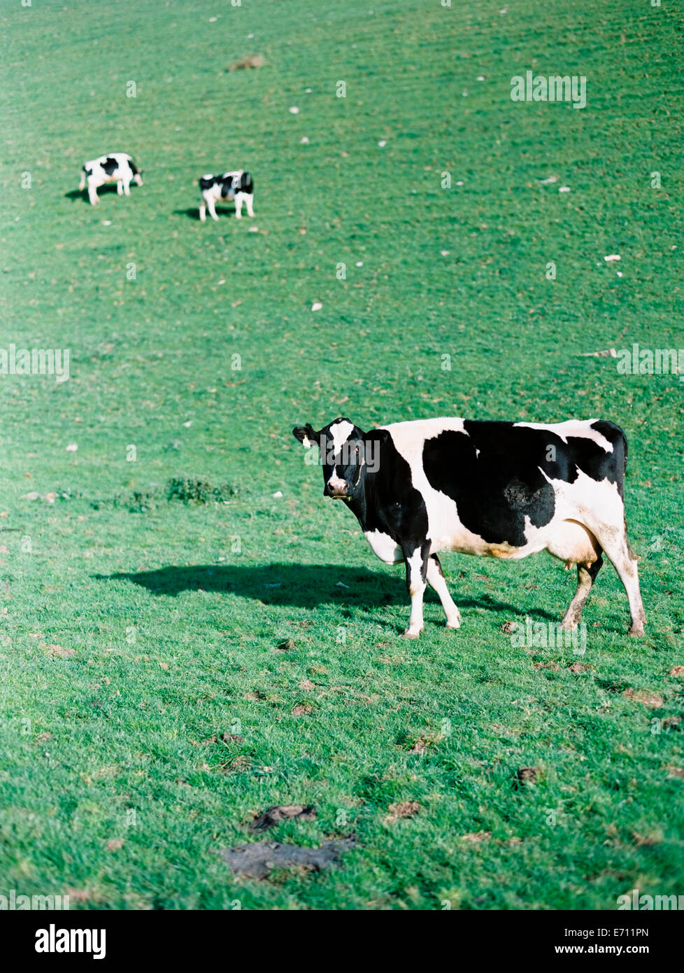 Tres vacas en un campo, uno con su cabeza levantada, mirando alrededor. Foto de stock