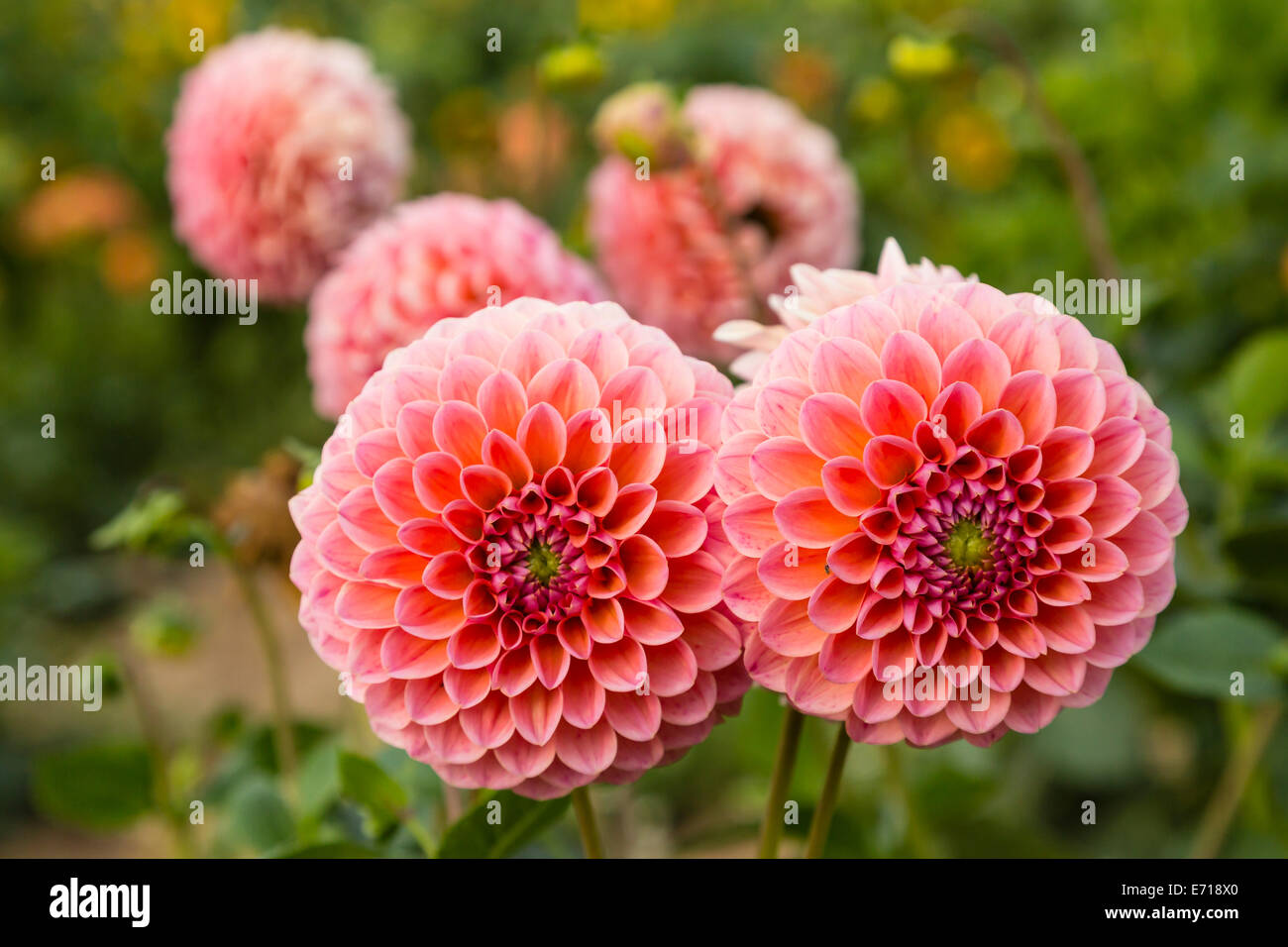 Flores de dalia rosa fotografías e imágenes de alta resolución - Alamy