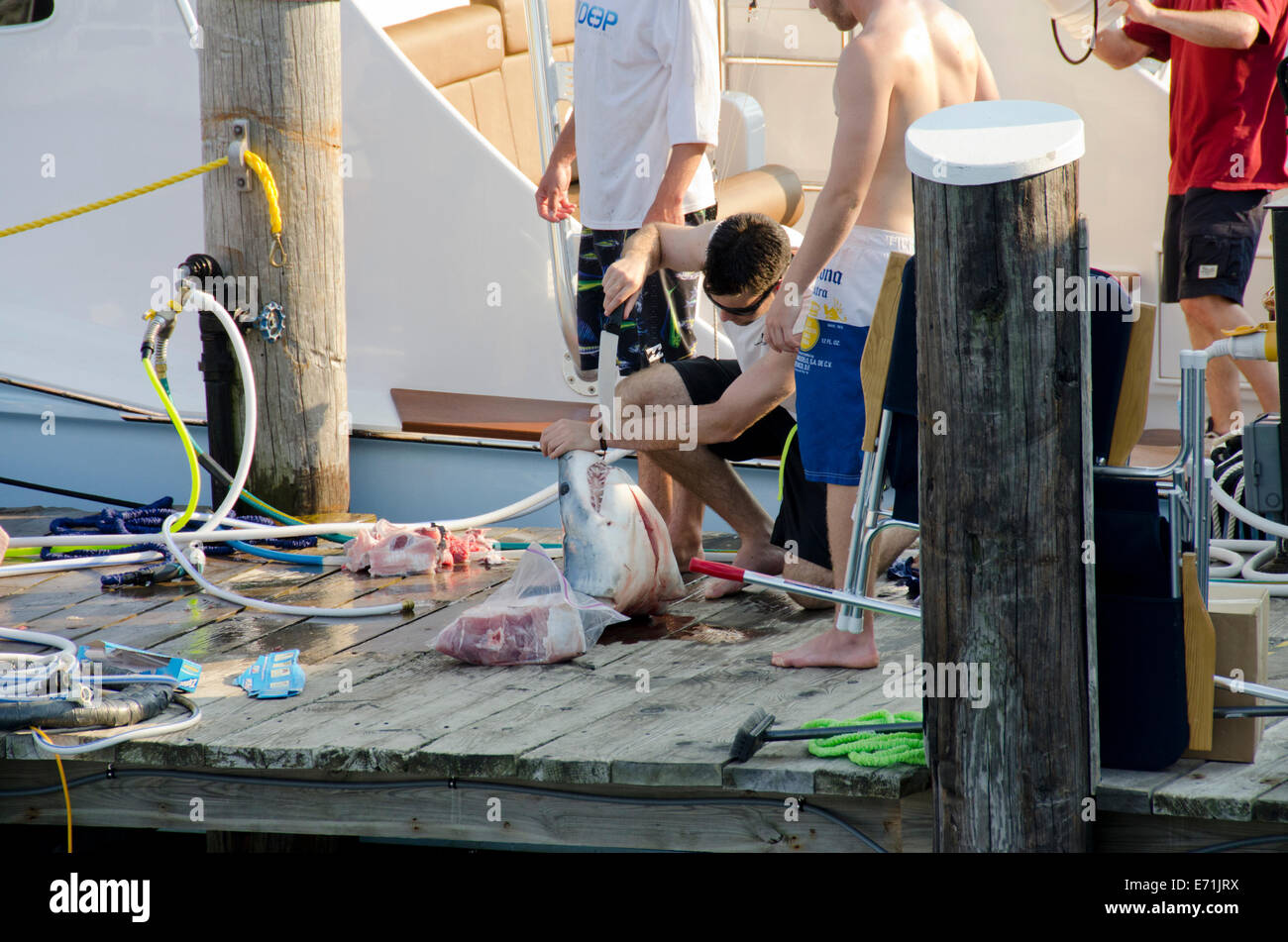 Estados Unidos, Massachusetts, Martha's Vineyard. La pesca del tiburón