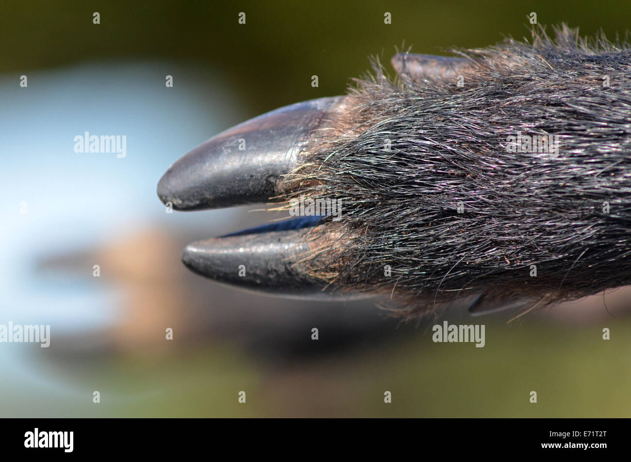 Animal Con Pezuñas No Hendidas Fotos e Imágenes de stock - Alamy