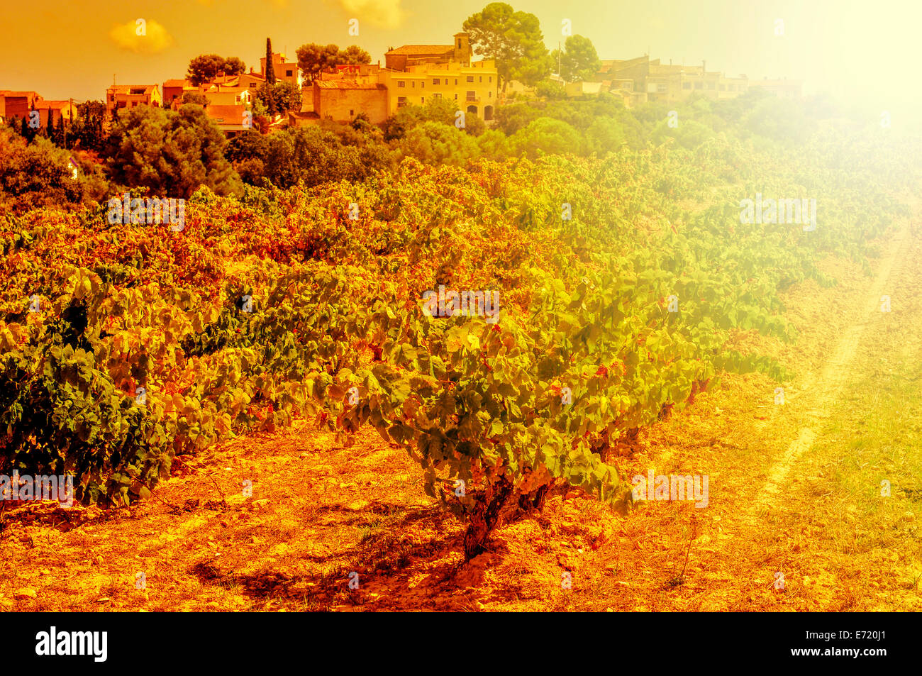 Detalle de un viñedo en un país mediterráneo iluminado por la luz de la tarde Foto de stock