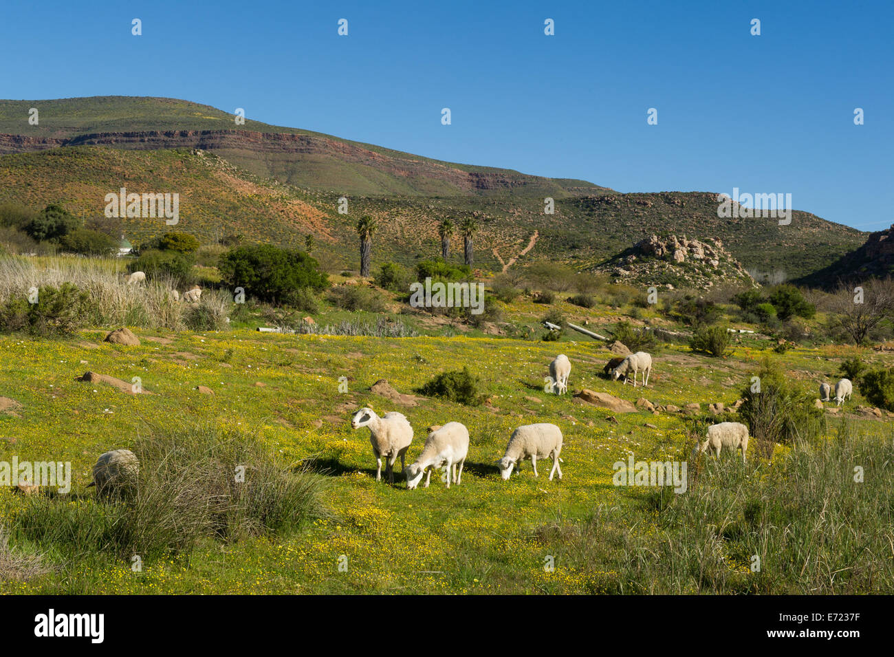 Granja ovejera en Wupperthal Kouberg pasan cerca, Sudáfrica Foto de stock