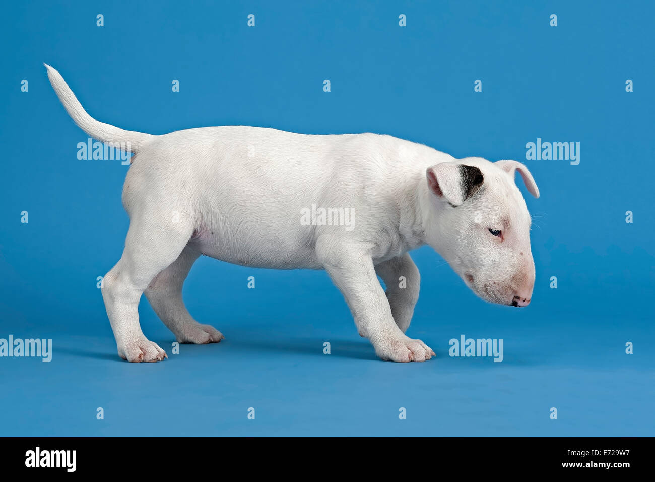 Bull Terrier cachorro, 6 semanas, blanco Fotografía de stock - Alamy