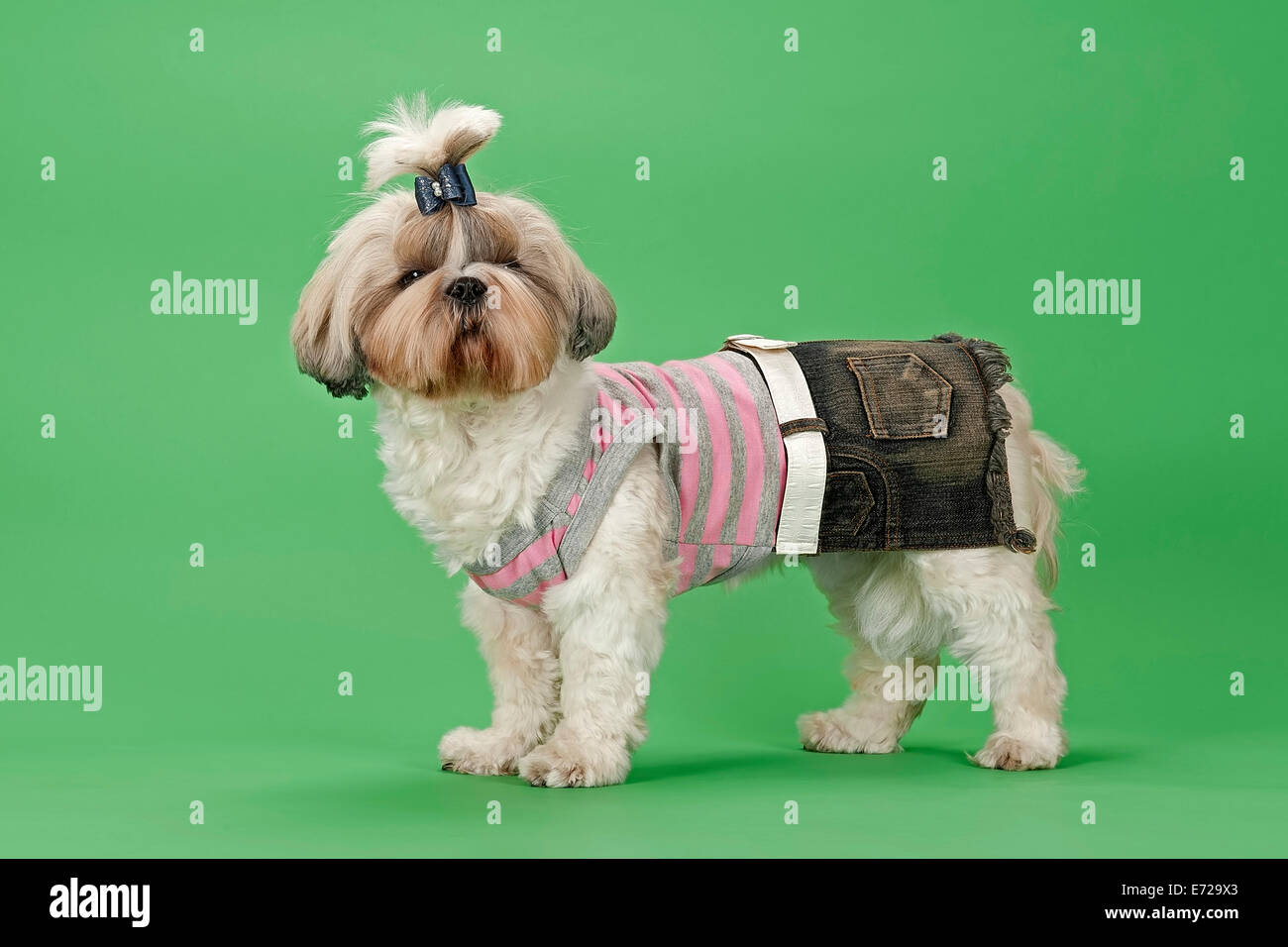 Travieso Pelmel Alas El perro Shih-Tzu, 3 años, hembra, dorado y blanco, con ropa para perros  Fotografía de stock - Alamy