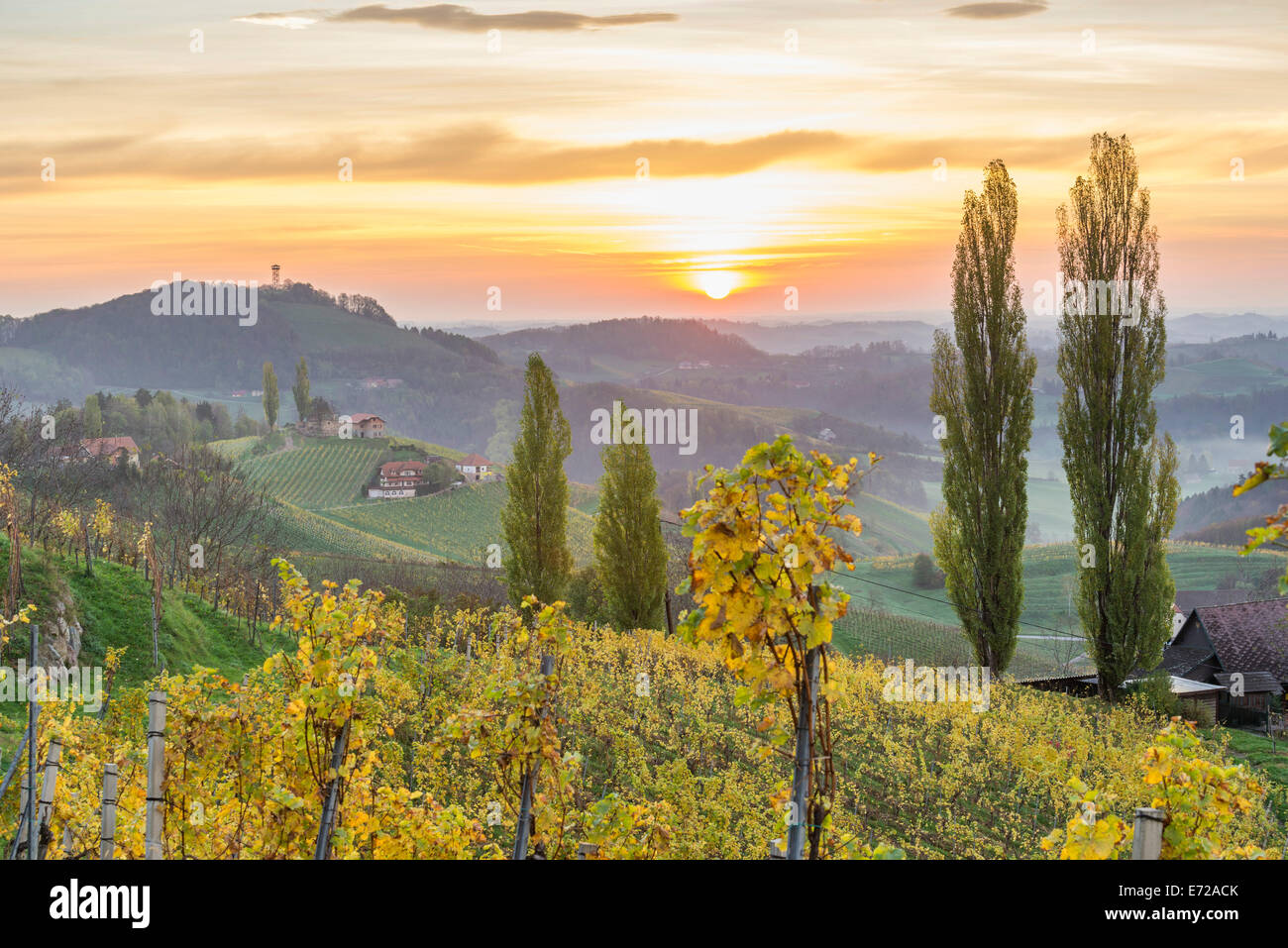 Amanecer en viñedos otoñales, an der Weinstraße Ratsch, Estiria, Austria Foto de stock