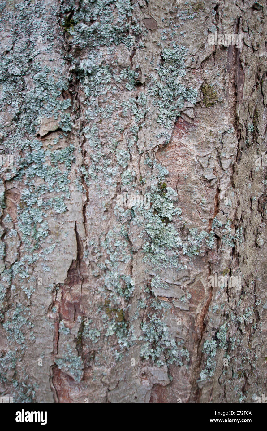 Corteza de árbol y liquen textura en formato vertical Foto de stock