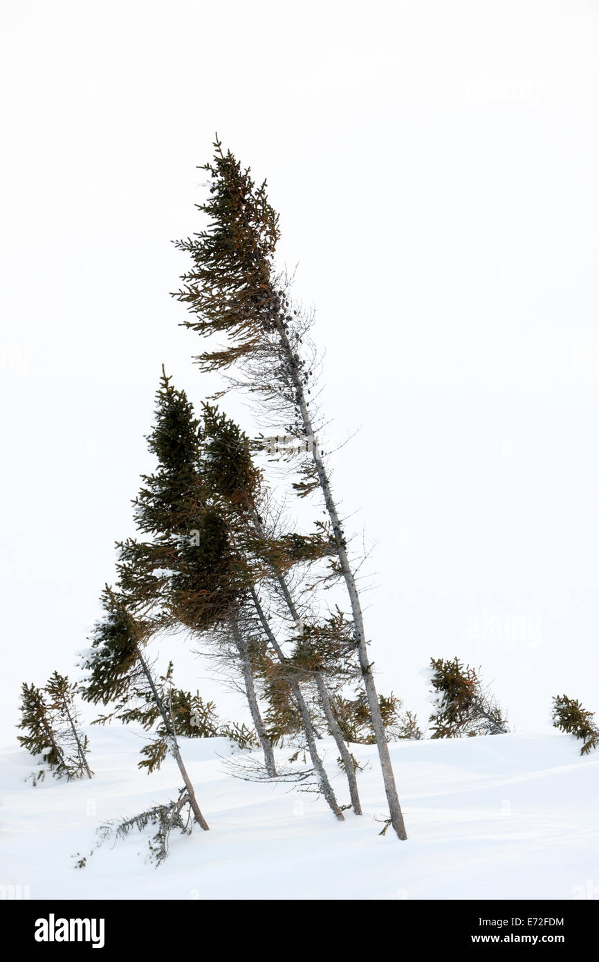 La tundra ártica, con bosques de taiga, movido por las fuertes tormentas de nieve, Parque Nacional Wapusk, Canadá. Foto de stock