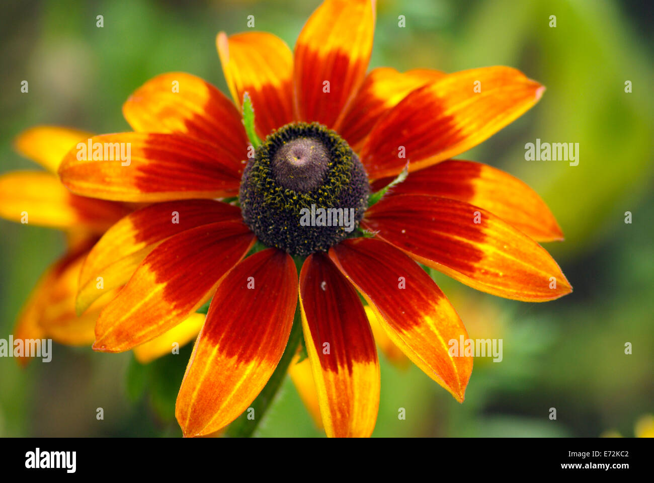 Cierre de un Rudbeckia hirta, flor, Foto de stock