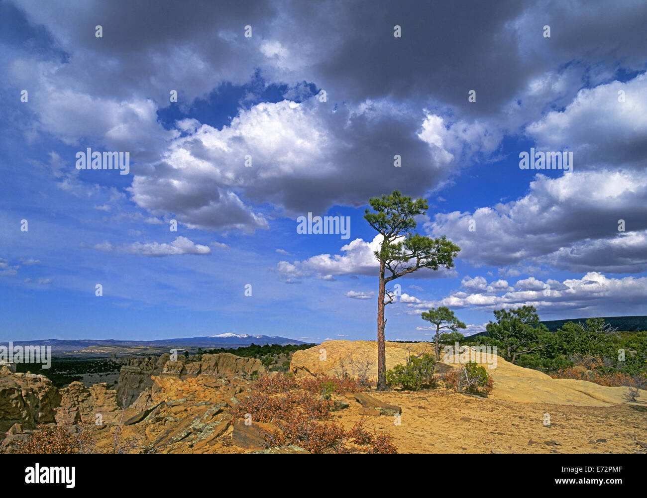 Un pinón Pine Tree con el Monte Taylor en el fondo en el Malpais National Monument en Nuevo México. Foto de stock