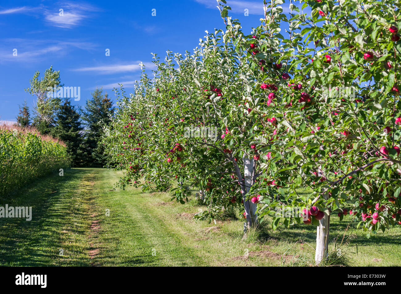 Hilera de árboles de manzana en un huerto de manzanas. Foto de stock