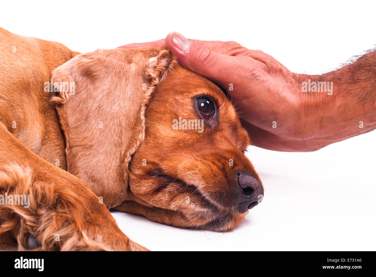 Mano acariciando Cocker Spaniel Inglés cabeza de perro, aislado sobre