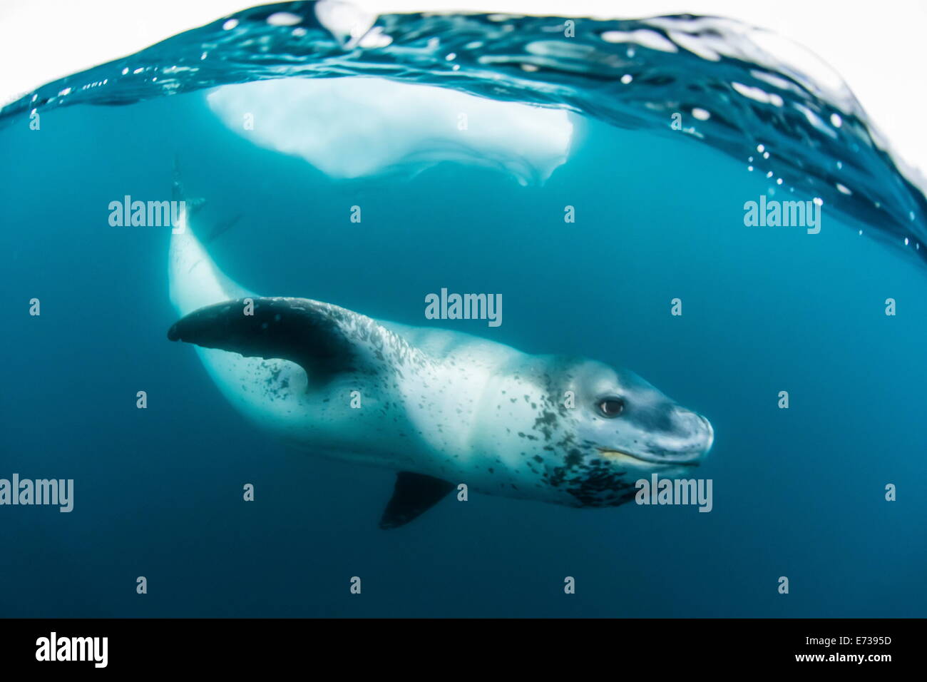 Adulto focas leopardo (Hydrurga leptonyx) inspección de la cámara por encima y debajo del agua en Damoy Point, La Antártica, regiones polares Foto de stock