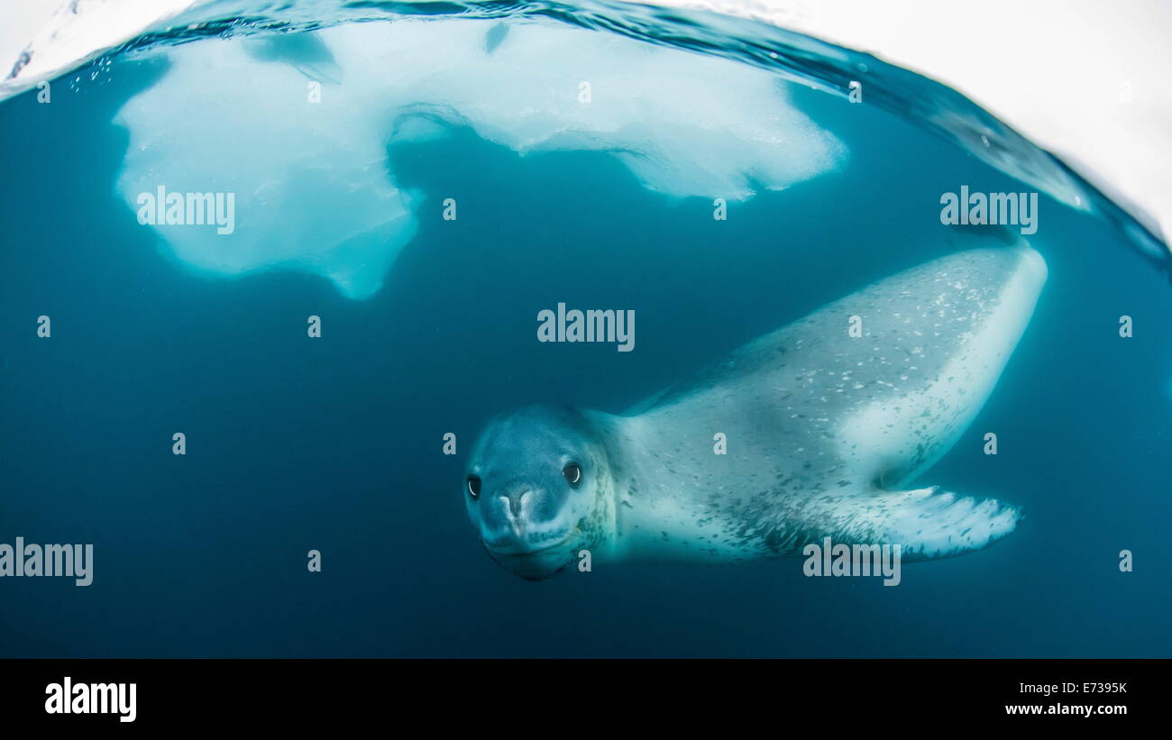 Adulto focas leopardo (Hydrurga leptonyx) inspección de la cámara por encima y debajo del agua en Damoy Point, La Antártica, regiones polares Foto de stock