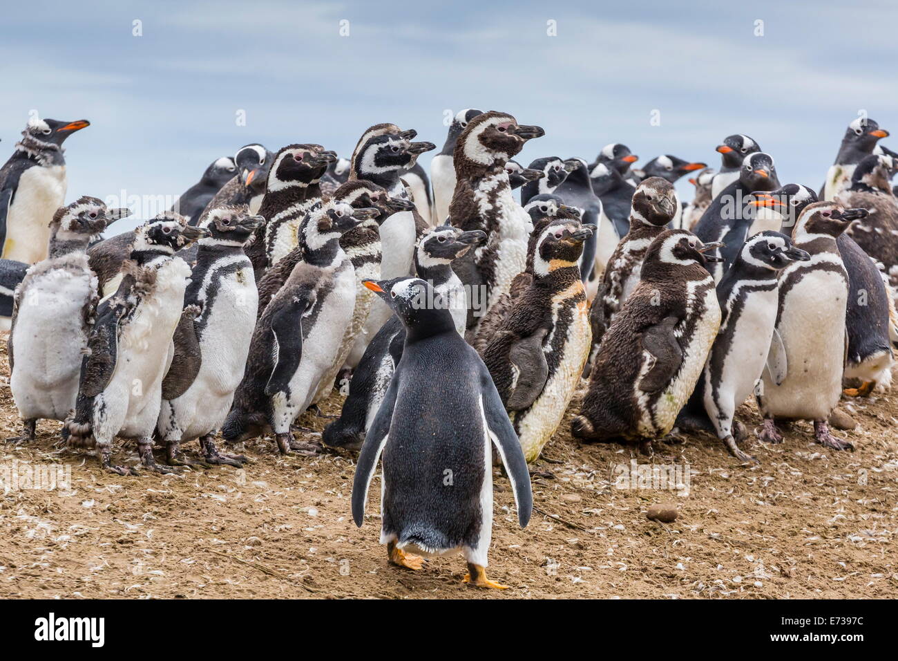 Los pingüinos magallánicos molting plumas cerca de pingüinos papúa (Pygoscelis papua), en la Isla Saunders, West Falkland Islands Foto de stock