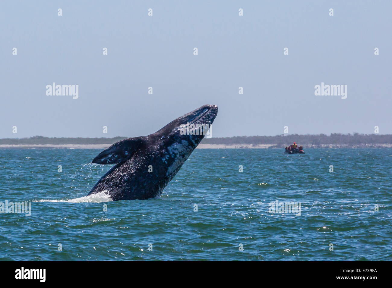 California ballena gris (Eschrichtius robustus) Infracción en Bahía Magdalena, Baja California Sur, México, América del Norte Foto de stock