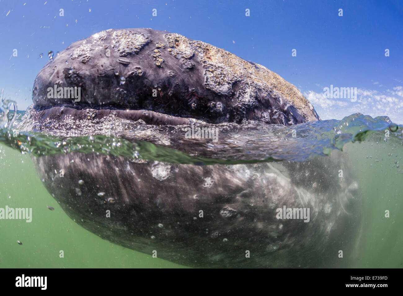 California ballena gris (Eschrichtius robustus) aproximación submarinas Zodiac en Bahía Magdalena, Baja California Sur, México Foto de stock