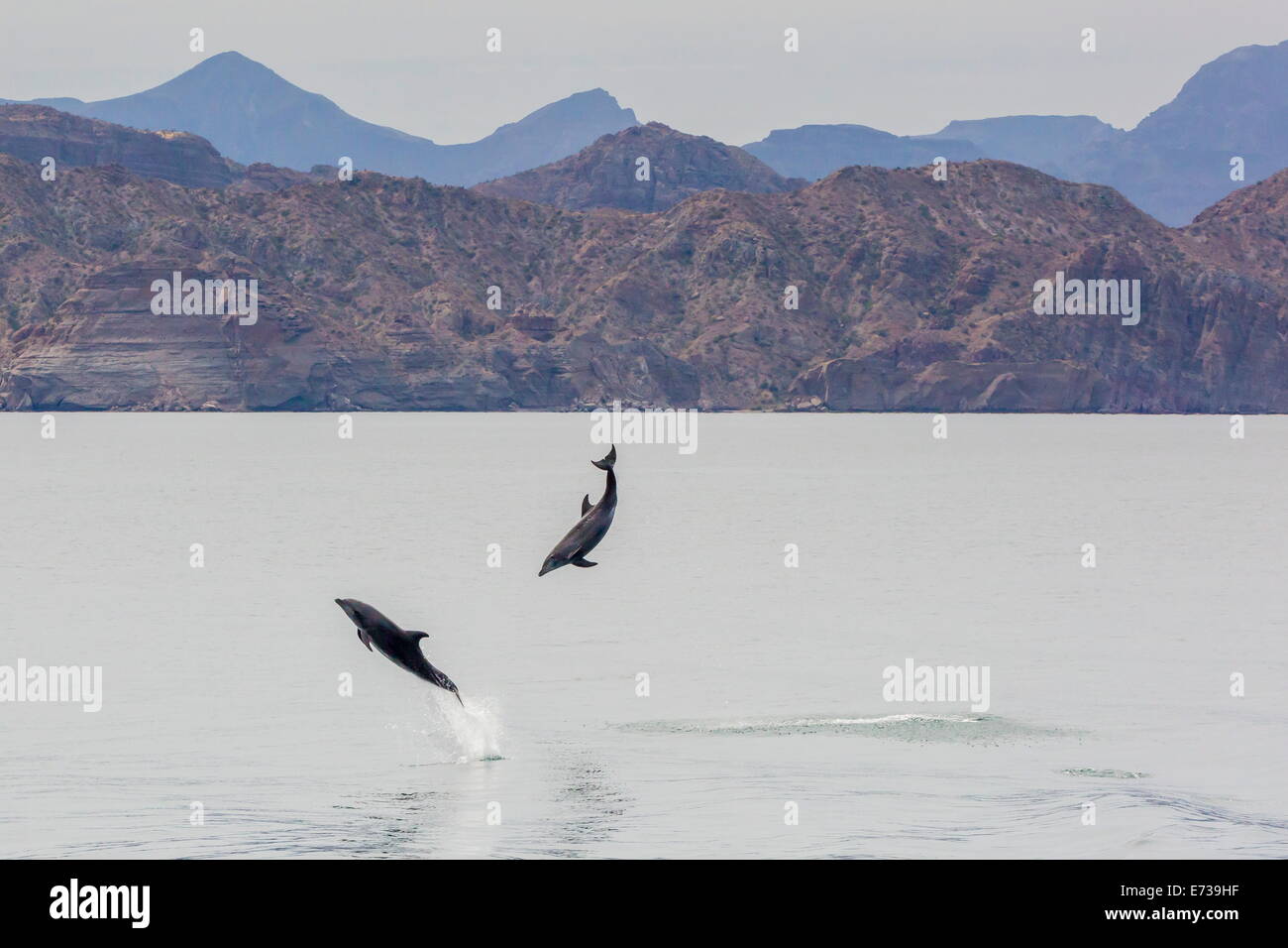 Adulto delfines nariz de botella (Tursiops truncatus) saltando en las aguas cercanas a la Isla de Danzantes, Baja California Sur, México Foto de stock