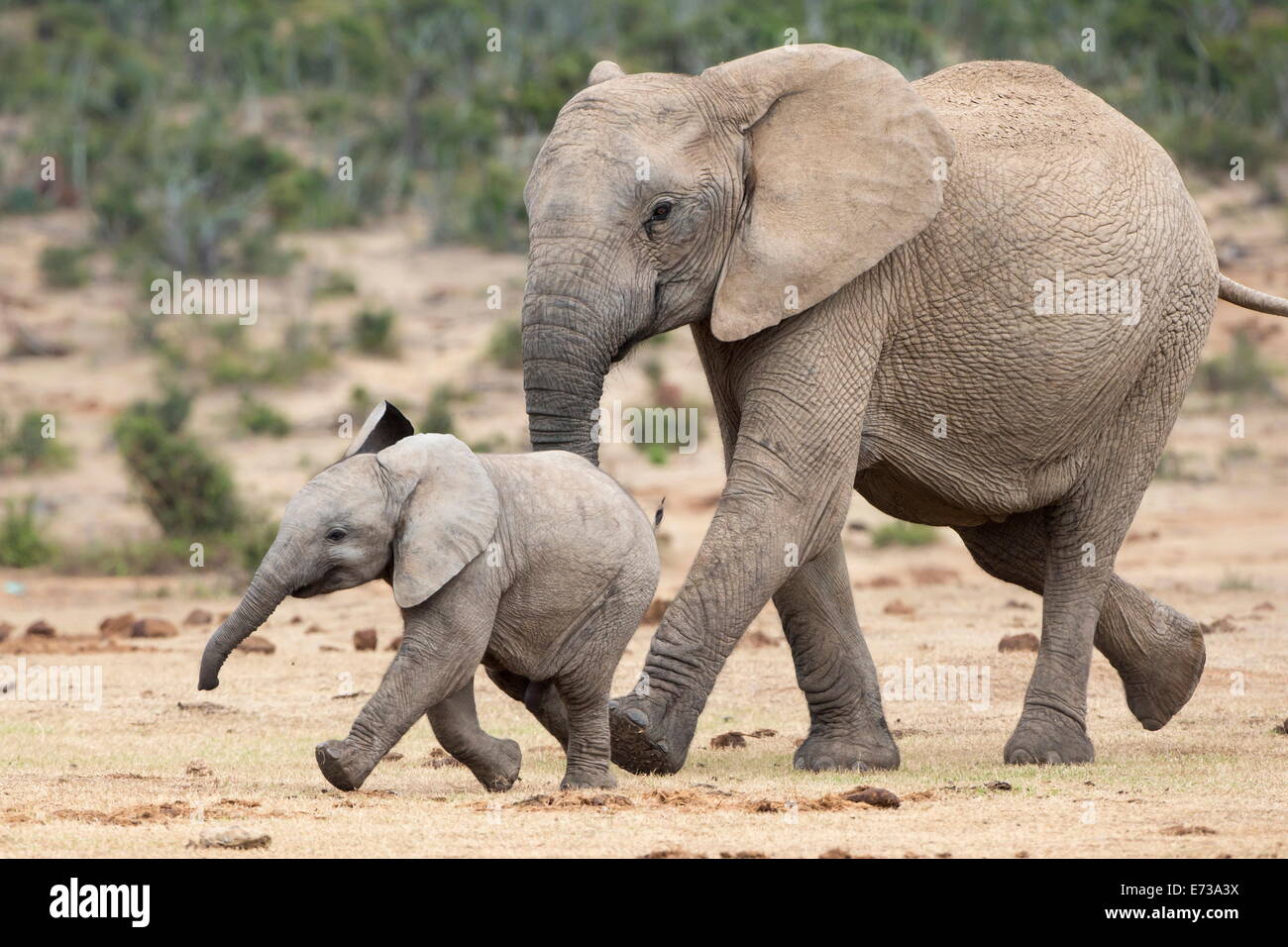 Elefante africano (Loxodonta africana) y de la pantorrilla, corriendo con el agua, el Parque Nacional de Elefantes Addo, Sudáfrica, África Foto de stock