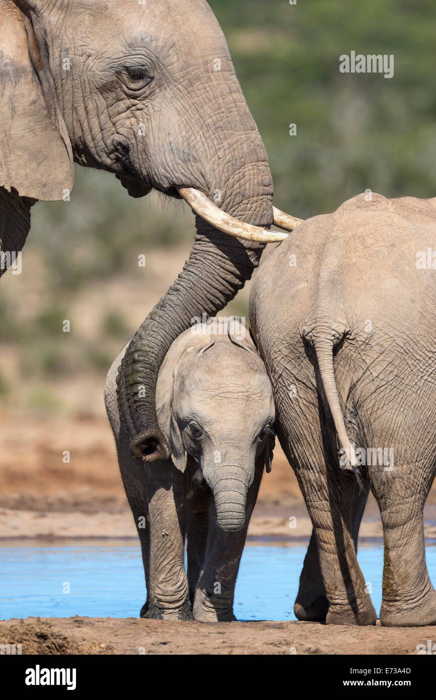 La madre y el bebé elefante africano en Hapoor waterhole, Parque Nacional de Elefantes Addo, Eastern Cape, Sudáfrica Foto de stock
