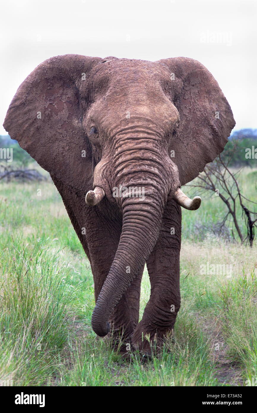 Bull elefante (Loxodonta africana), merecen Madikwe, North West Province, Sudáfrica, África Foto de stock