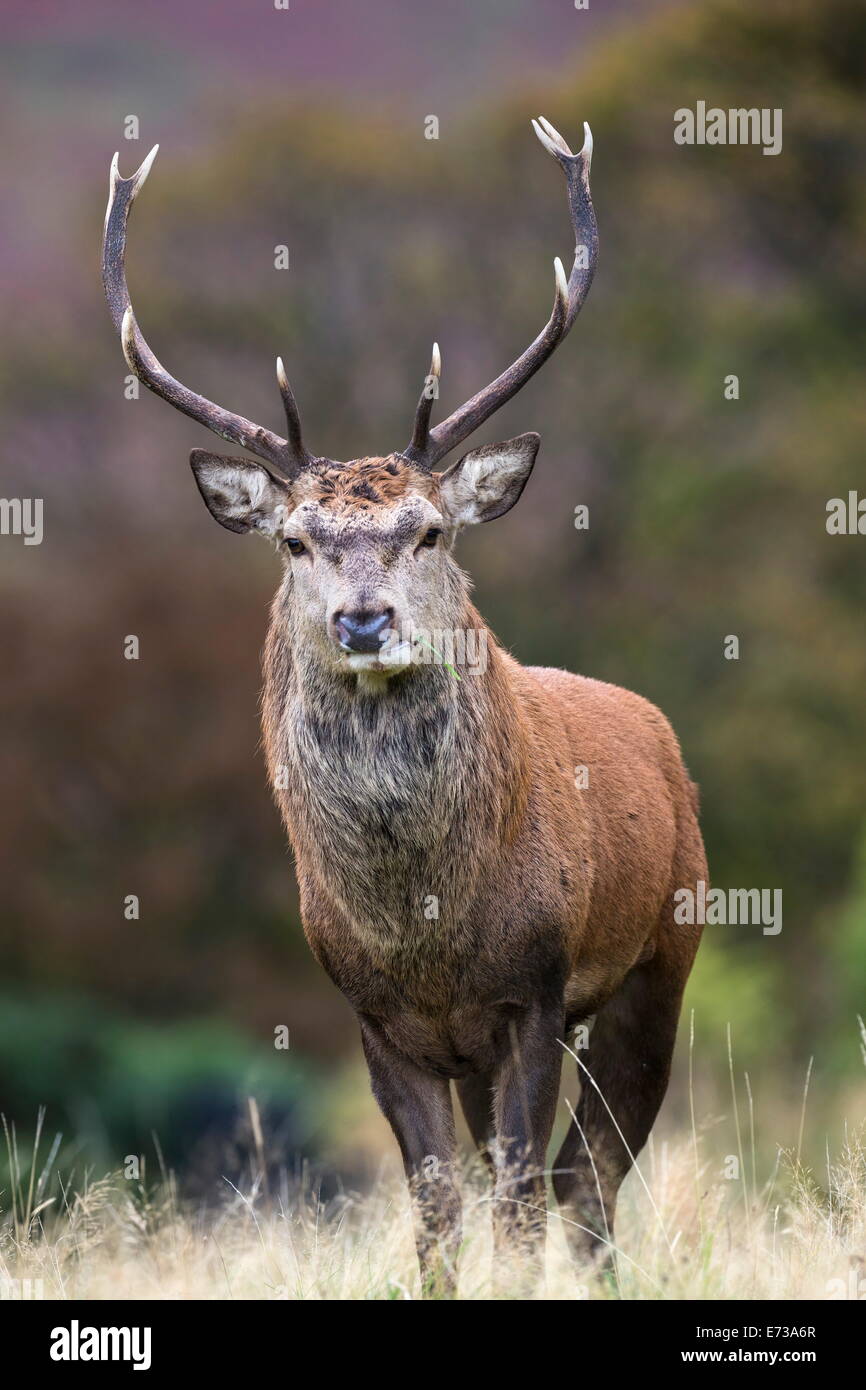 Ciervo el ciervo colorado (Cervus elaphus), Arran, Escocia, Reino Unido, Europa Foto de stock