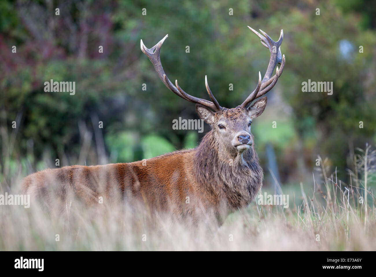 Ciervo el ciervo colorado (Cervus elaphus), Arran, Escocia, Reino Unido, Europa Foto de stock