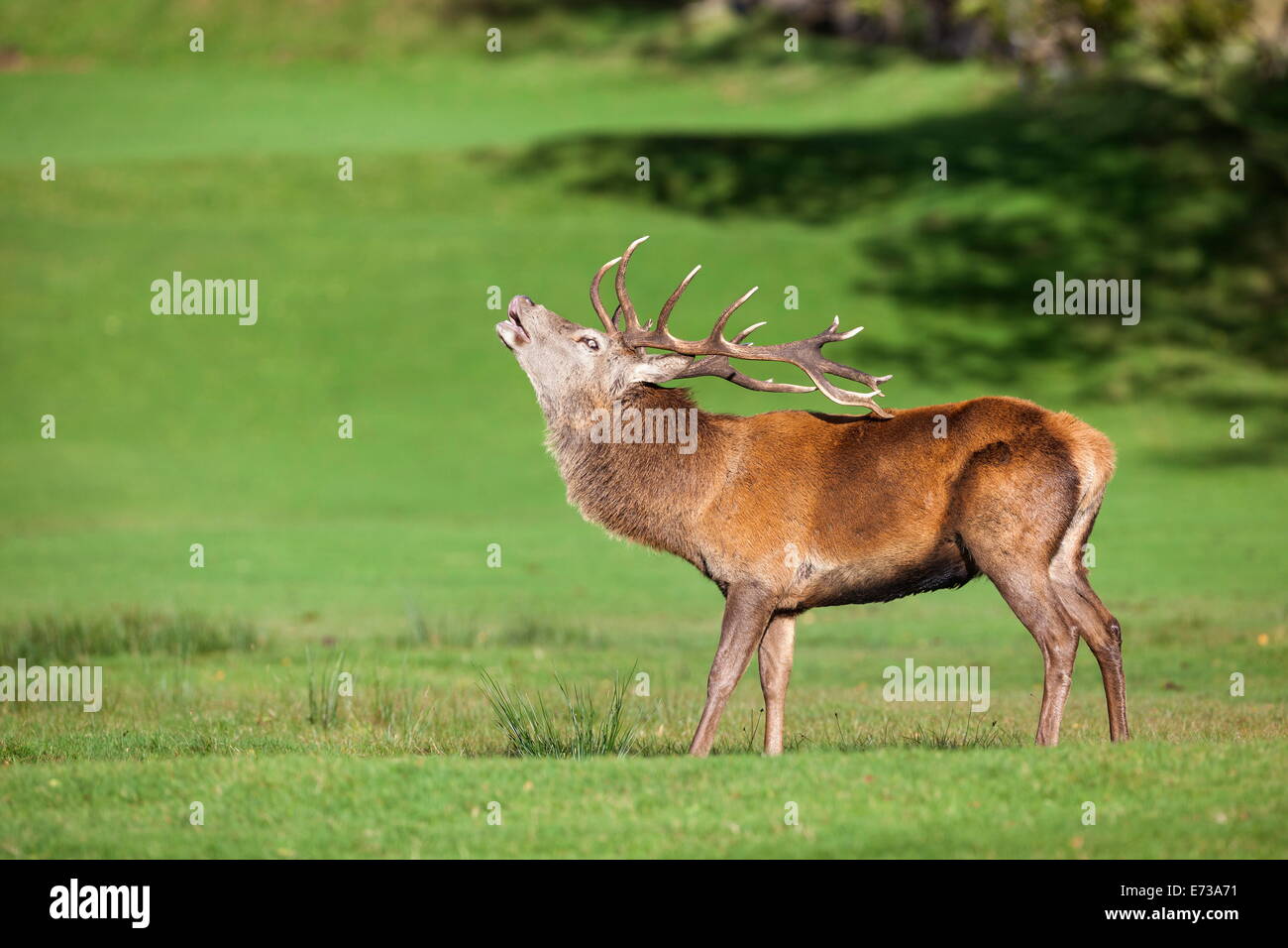 Ciervo el ciervo colorado (Cervus elaphus) rugiente, Arran, Escocia, Reino Unido, Europa Foto de stock