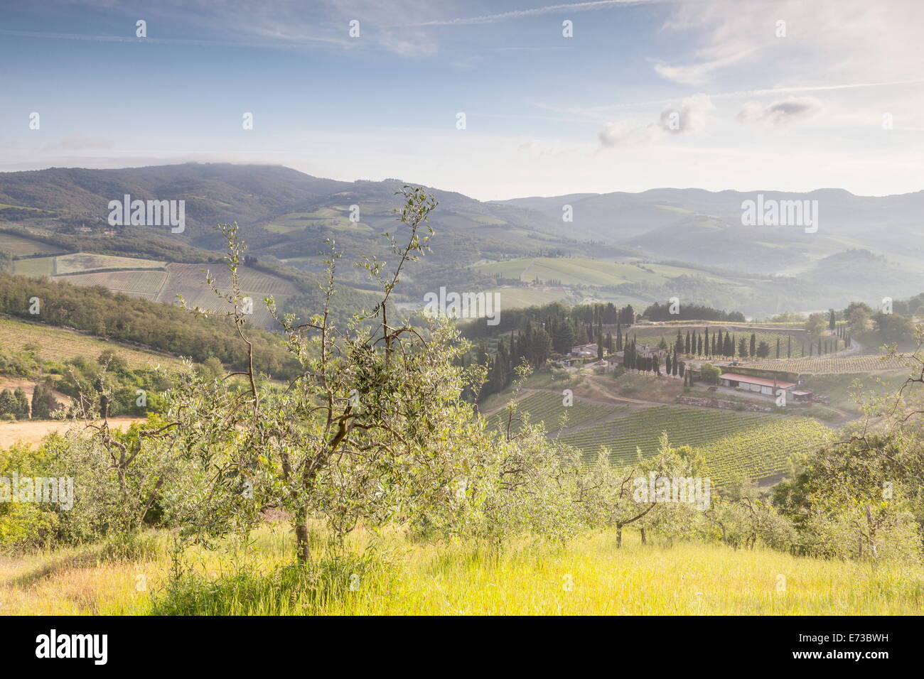 Los olivares y viñedos cerca de Radda in Chianti, Toscana, Italia, Europa Foto de stock