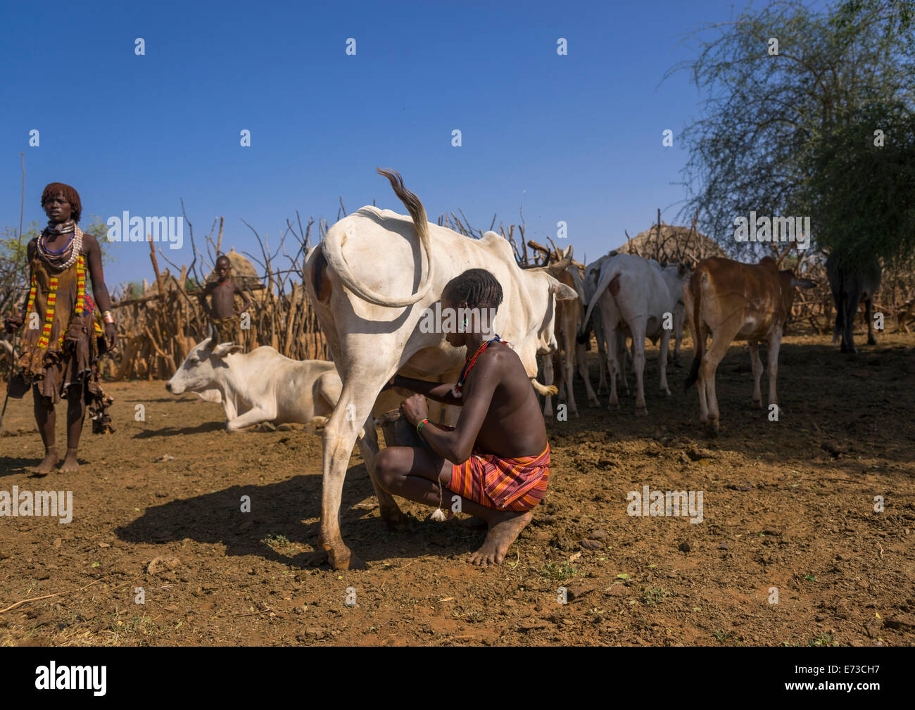 Niño de la tribu Hamer ordeñar una vaca, Turmi, Valle de Omo, Etiopía Foto de stock
