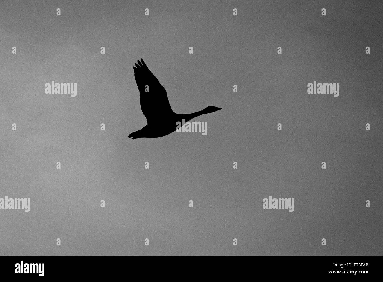 Pato vuela sobre el cielo gris Foto de stock