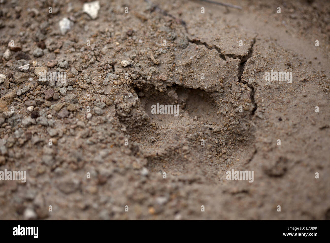 La huella de un zorro en San Sebastián Bernal, estado de Querétaro, México, 29 de julio de 2014. Foto de stock