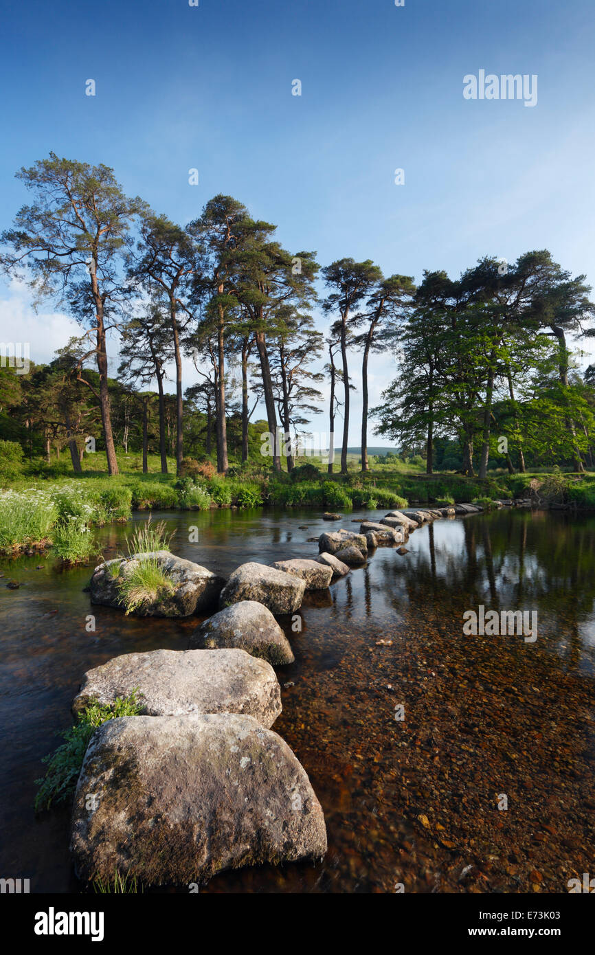 Stepping Stones oeste cruzando el río Dart. Parque nacional de Dartmoor. Devon. En el Reino Unido. Foto de stock