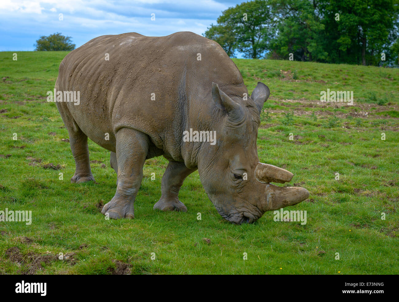 Rinoceronte de dos cuernos de rozaduras en el campo Foto de stock