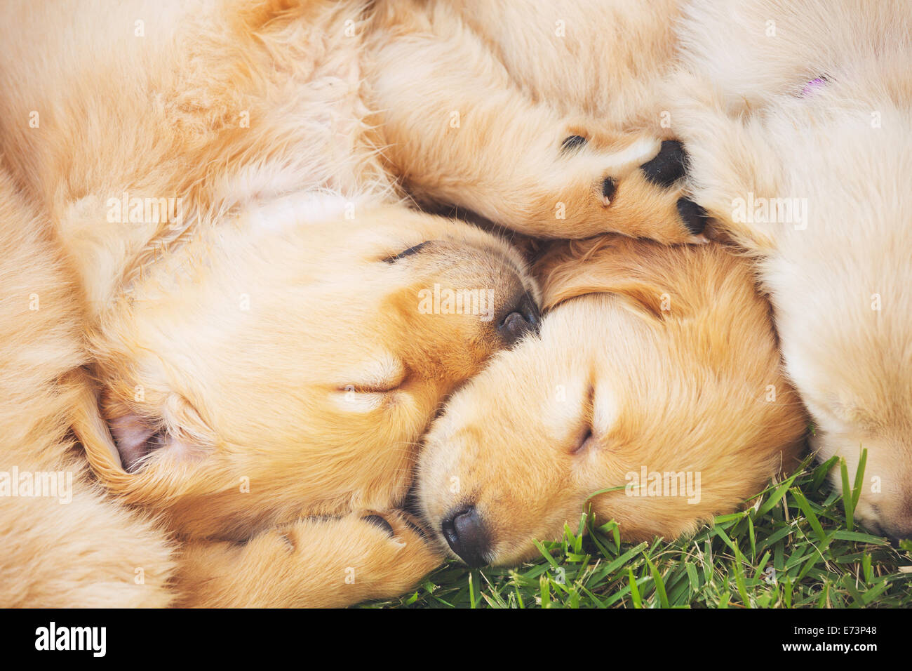Adorable Cute cachorros de golden retriever durmiendo en el patio Foto de stock