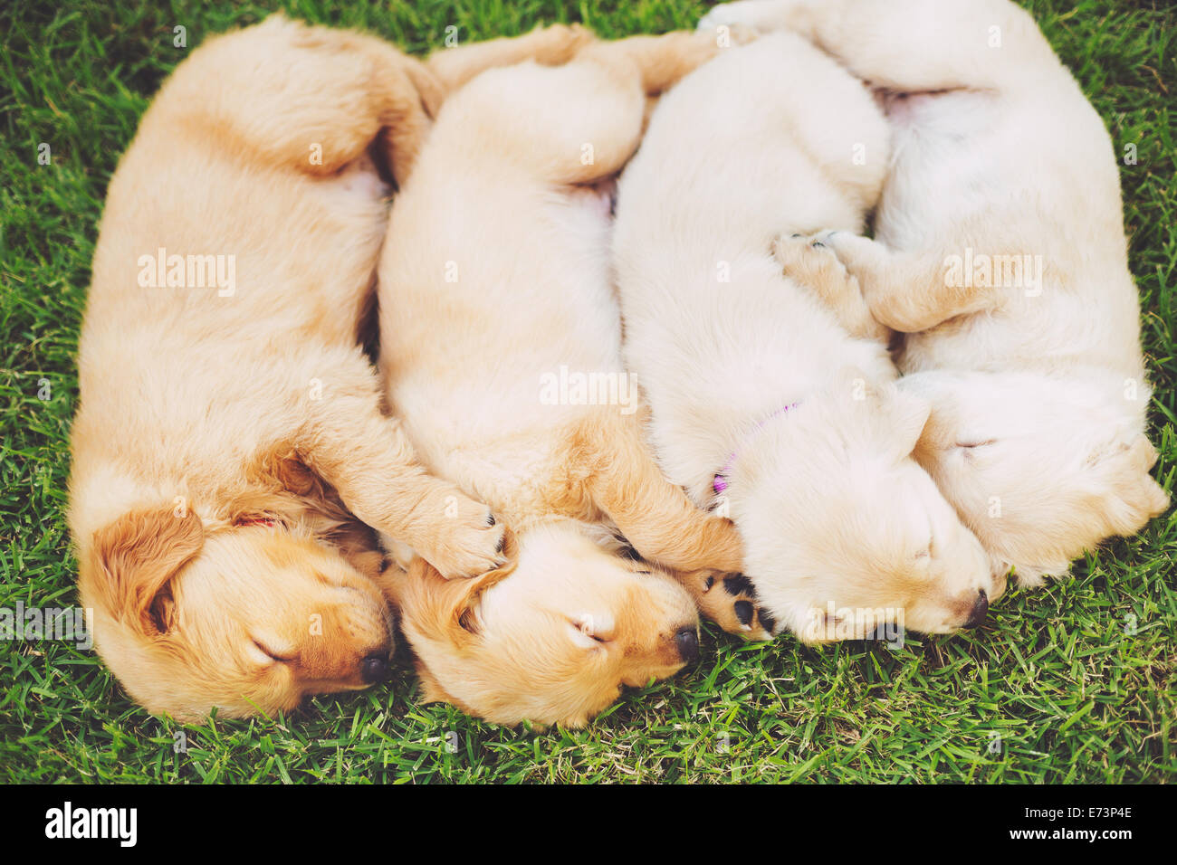 Grupo de Adorables cachorros de golden retriever durmiendo en el patio Foto de stock
