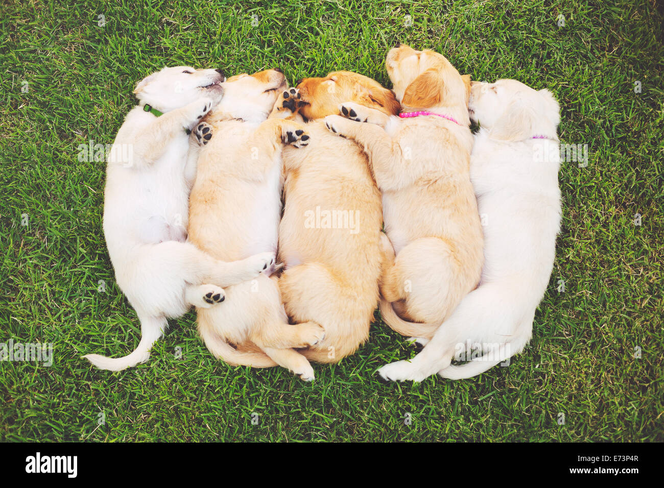 Grupo de Adorables cachorros de golden retriever durmiendo en el patio Foto de stock