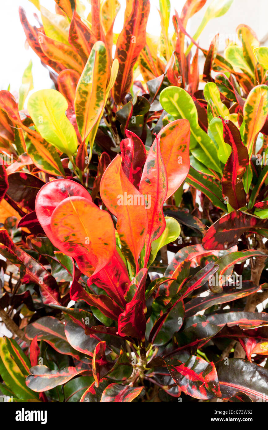 Croton Varigated planta con hojas de color amarillo brillante - EE.UU. Foto de stock