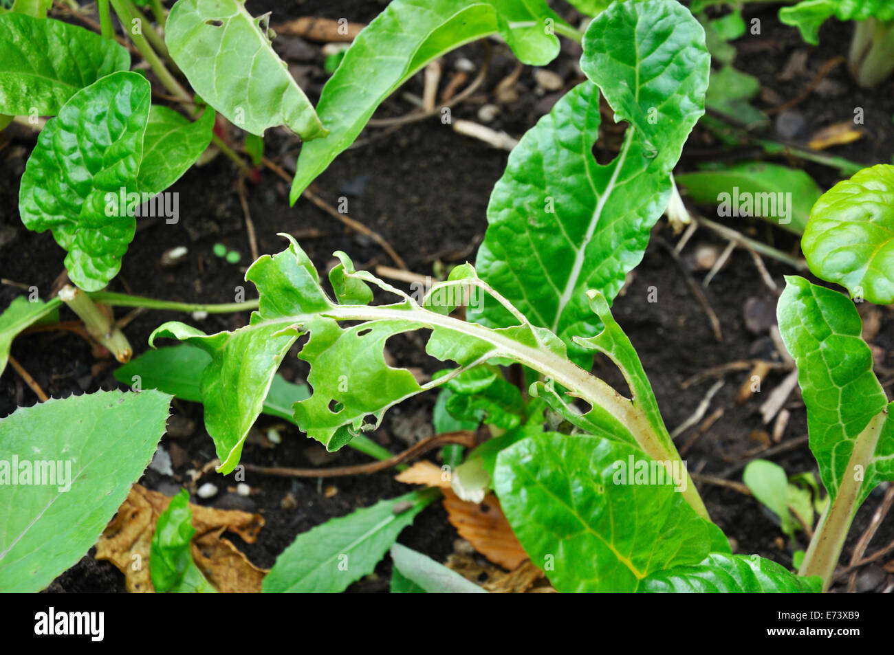 Las hojas verdes de berza comidos por bugs Foto de stock