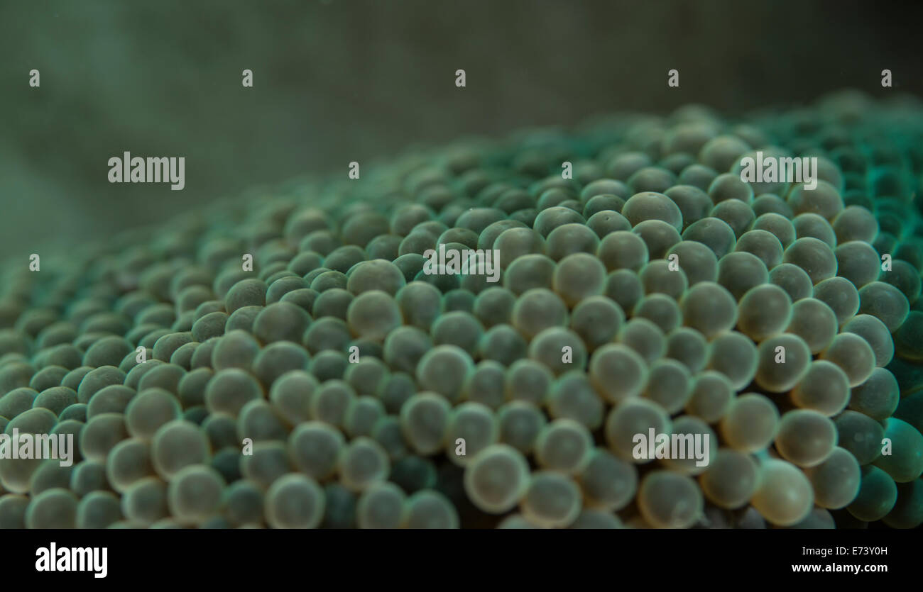 Imagen abstracta (detalle) de una anémona de mar Foto de stock
