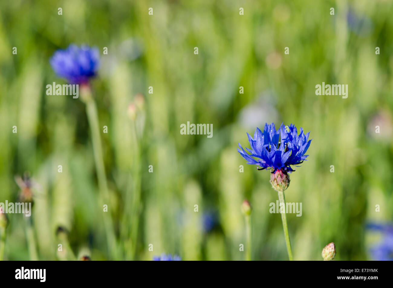 El rocío de gotas de agua sobre el aciano bluet flower bloom se mueven en el viento por la mañana temprano. Foto de stock