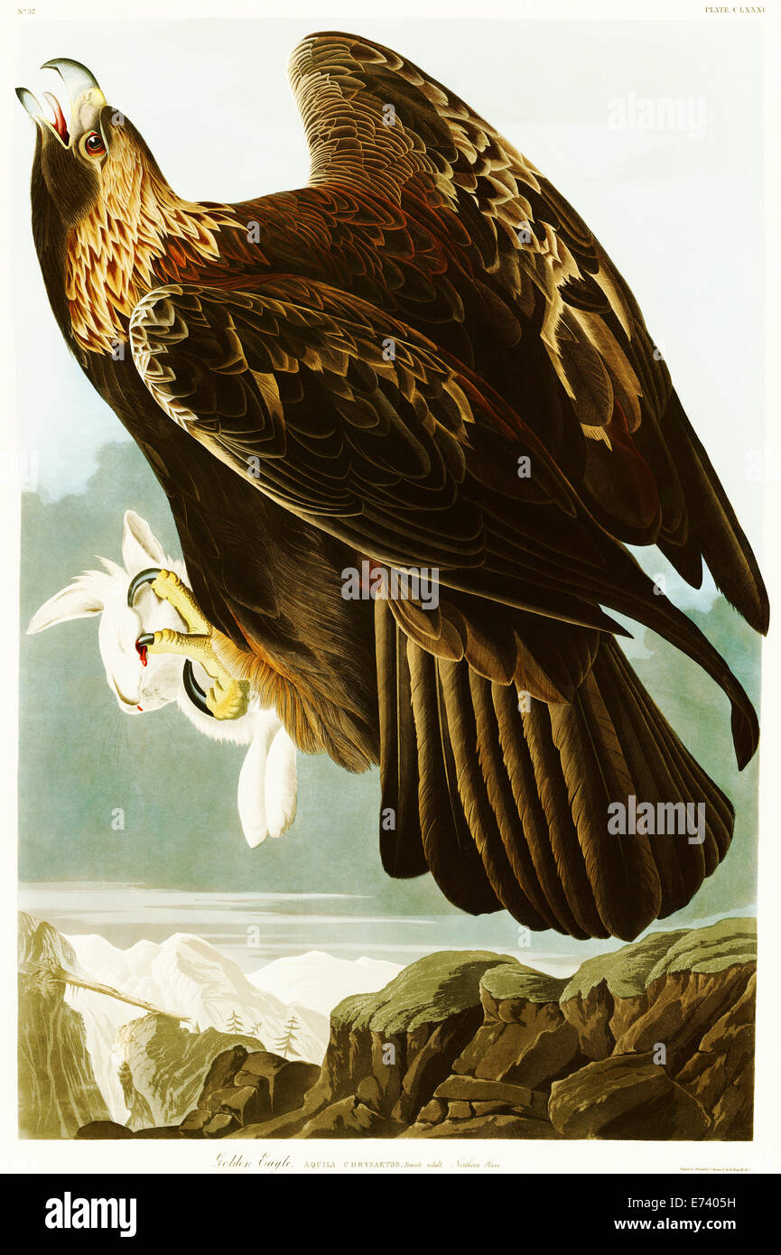 Golden Eagle - por John James Audubon, 1834 Foto de stock