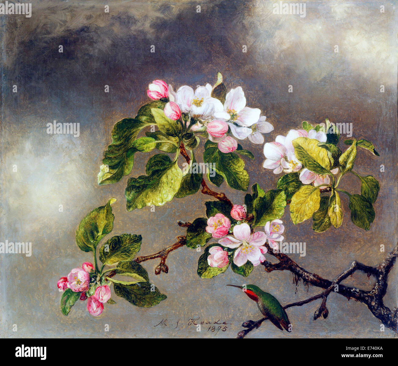 Colibrí y Apple Blossoms - por Martin Johnson Heade, 1875 Foto de stock