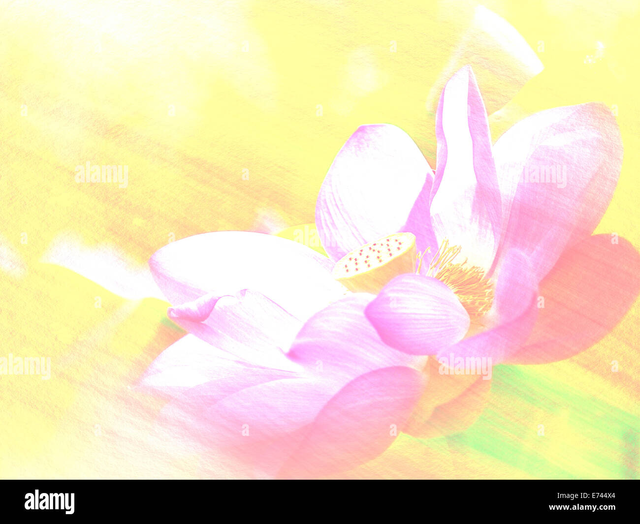 Closeup en lotus petal,Dof superficial para adv u otros de uso Foto de stock