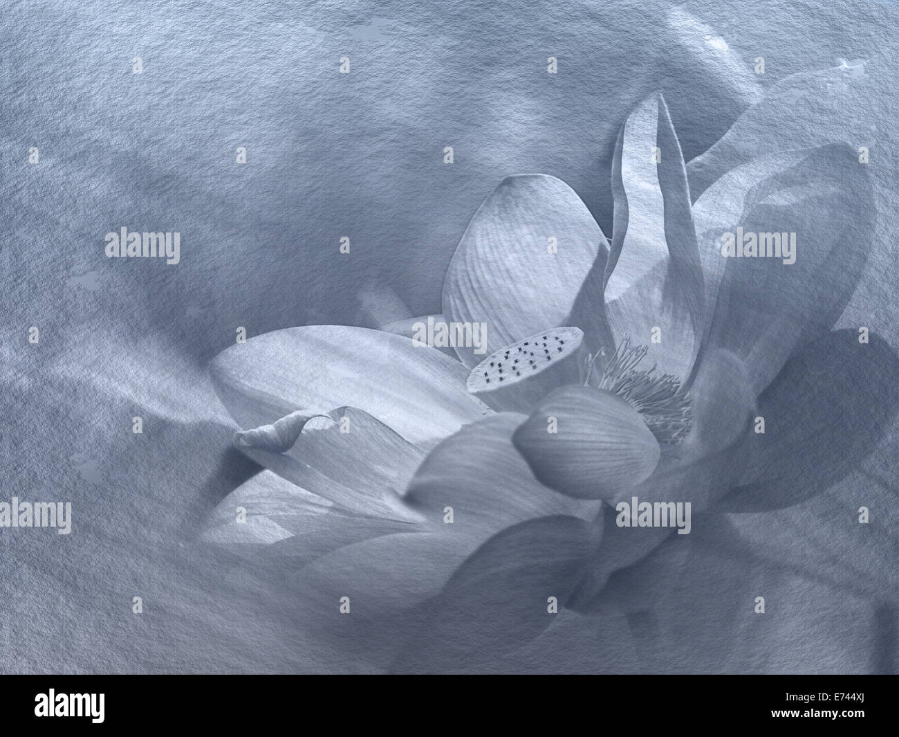 Closeup en lotus petal,Dof superficial para adv u otros de uso Foto de stock