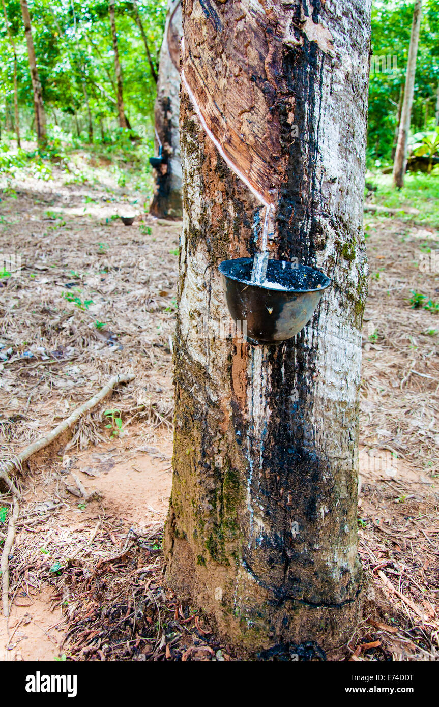 Látex blanco extraído del árbol de caucho (Hevea Brasiliensis).Se utiliza  en la producción de látex de caucho natural Fotografía de stock - Alamy