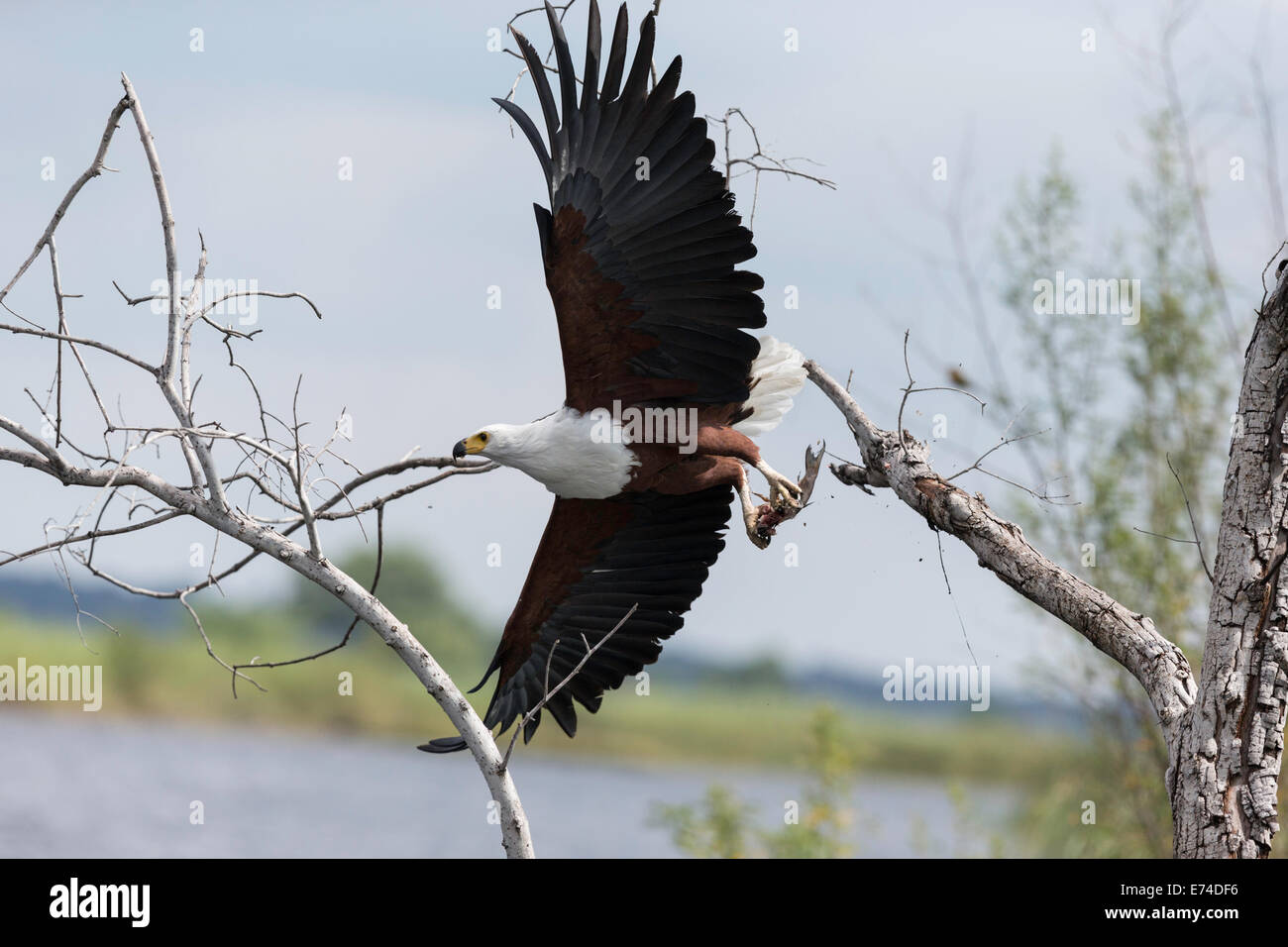 Pescado - águila volando con la presa del río Chobe en Botswana Foto de stock