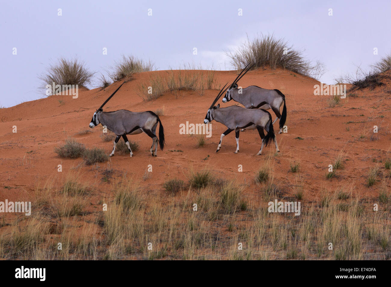 Oryx gazella , kgalagadi tranfrontier park, cuernos , arena Foto de stock