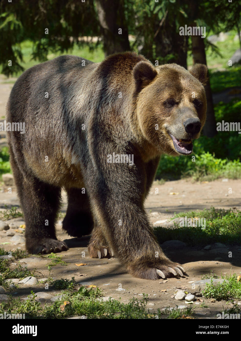 Península Oso Grizzly Ursus arctos horribilis subespecies de oso pardo caminando en la ruta Zoo de Toronto. Foto de stock