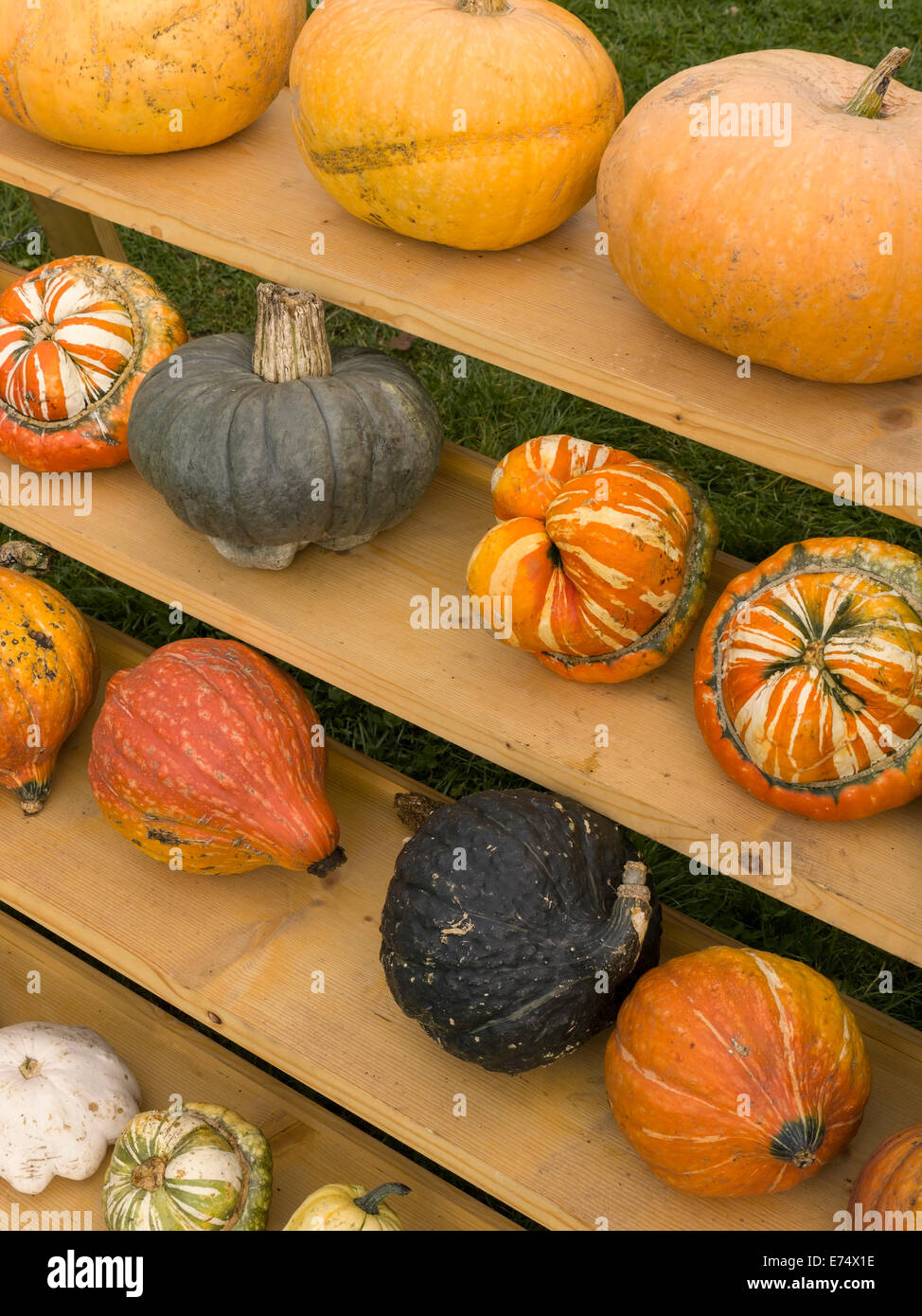 Pantalla de otoño de calabazas y calabazas ornamentales en estantes de madera. Foto de stock