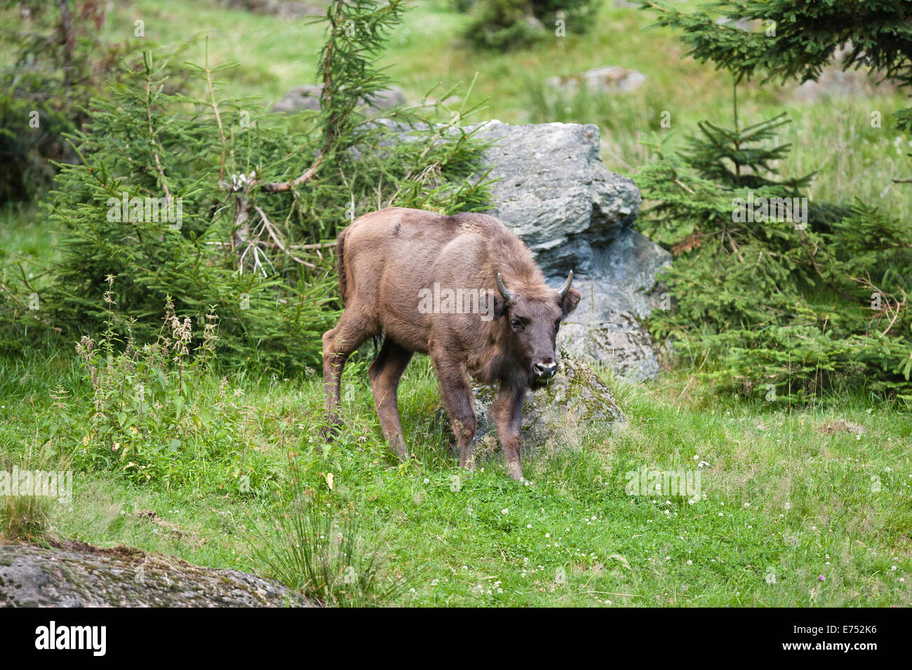 Bisonte Europeo cautivo en Alemania Foto de stock